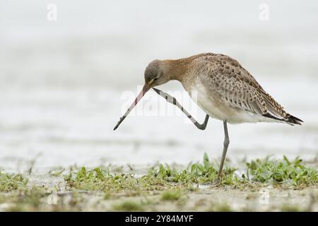 Schwarzschwanz-Godwit-Kratzer Stockfoto