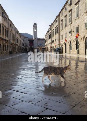 Katze auf dem Stradun im alten Stadtzentrum von Dubrovnik, Dalmatien, Kroatien, Europa Stockfoto