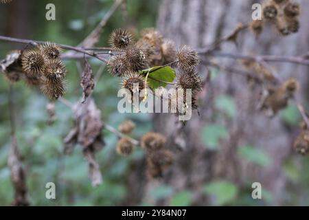 Herbstblatt auf Klette (Arctium), tote kugelförmige Fruchtstiele, Leoben, Steiermark, Österreich, Europa Stockfoto