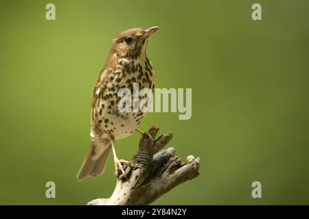 Lied Thrush auf Barsch. Song Trush auf Barsch Stockfoto