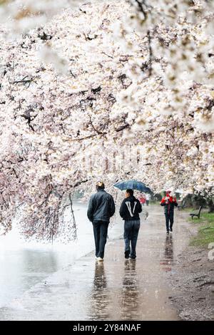 WASHINGTON DC – Besucher mit Regenschirmen spazieren unter Kirschblüten in voller Blüte entlang des Tidal Basin bei einem Regenschauer. Das jährliche National Cherry Blossom Festival feiert die blühenden Bäume, die 1912 von Japan an die Stadt geschenkt wurden. Stockfoto