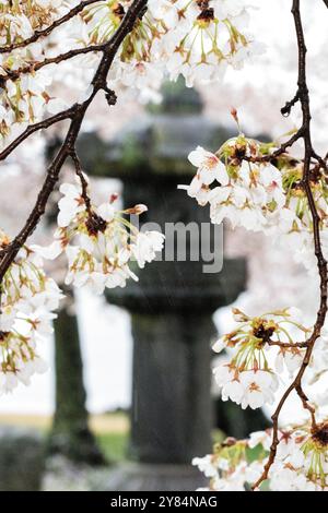 WASHINGTON DC, USA – Kirschblüten 360 umgeben von blühenden Yoshino-Kirschbäumen, steht die historische japanische Steinlaterne im Tidal Basin in Washington DC als Symbol der Freundschaft zwischen Japan und den Vereinigten Staaten. Diese legendäre Szene, die während des National Cherry Blossom Festivals aufgenommen wurde, zeigt die kulturelle Fusion und diplomatische Beziehungen, die durch die jährliche Frühlingsblüte repräsentiert werden. Stockfoto