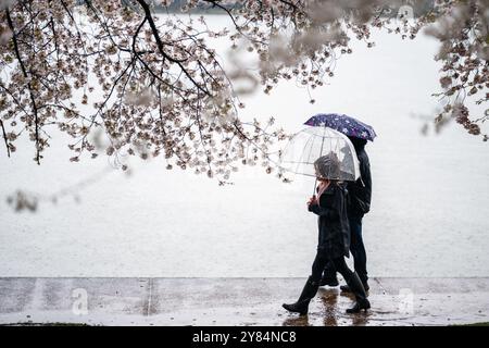 WASHINGTON DC, USA – Besucher trotzen dem Regen, um die berühmten Kirschblüten in voller Blüte rund um das Tidal Basin in Washington DC zu sehen und zu fotografieren. Unbeeindruckt von nassem Wetter treffen sich Touristen und Einheimische, bewaffnet mit Regenschirmen und Regenmänteln, um das jährliche Spektakel der rosa und weißen Blumen während des National Cherry Blossom Festival zu erleben. Die nebelige Atmosphäre bildet eine einzigartige und romantische Kulisse für das legendäre Frühlingsfest. Stockfoto