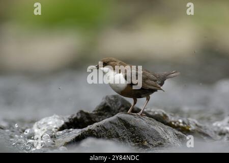 Weisskehlchen-Dipper auf der Jagd. Jagd Auf Weisskehlenlöffel Stockfoto