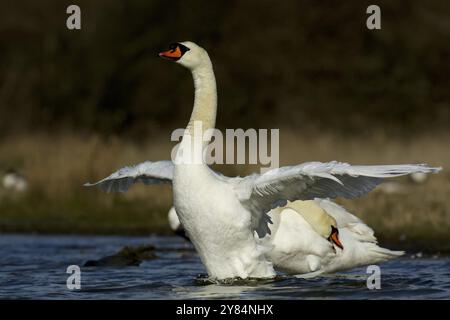 Stummschwan spreizt seine Flügel Stockfoto