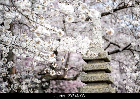 WASHINGTON DC, USA – die japanische Pagode im Tidal Basin in Washington DC ist ein Geschenk der Stadt Yokohama aus dem Jahr 1957 und ein Symbol der Freundschaft zwischen Japan und den Vereinigten Staaten. Diese malerische Szene mit der Pagode, die von blühenden Yoshino-Kirschbäumen eingerahmt ist, ist ein Höhepunkt des National Cherry Blossom Festival, das Besucher aus der ganzen Welt anzieht. Stockfoto