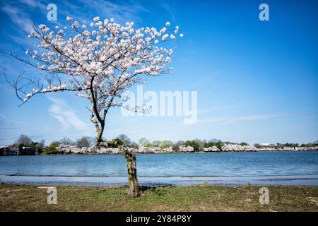 WASHINGTON DC, Vereinigte Staaten — kleine Kirschbäume mit gestautem Wachstum säumen den südlichen Rand des Tidal Basin, deren Entwicklung durch häufige Überschwemmungen mit Brackwasser behindert wird. Diese Bäume wurden im Sommer 2024 im Rahmen des Tidal Basin Seawall Reconstruction Project, einer großen Initiative zur Bewältigung von Überschwemmungen und Infrastrukturproblemen in der Region, entfernt. Stockfoto