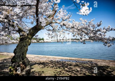 Cherry Blossoms at the Tidal Basin in Washington DC / WASHINGTON DC – ein alter, knorriger Kirschbaum, im Volksmund „Stumpy“ genannt, steht am südlichen Rand des Tidal Basin in in Blüte. Dieser Baum wurde im Sommer 2024 für das Tidal Basin Seawall Reconstruction Project, einem mehrjährigen Projekt, entfernt, um das Gebiet vor steigenden Meeresspiegeln und fehlender Infrastruktur zu schützen. Stockfoto