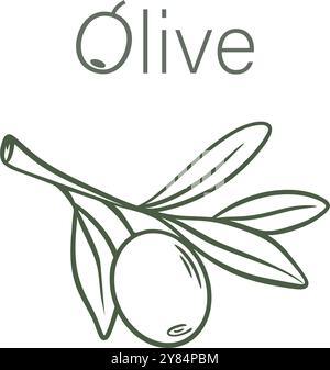 Olivfarbene auf Ast minimalistische Skizze Illustration. Handgezeichnetes olivfarbenes Symbol für Logo oder Design, Vektorgrafik Stock Vektor