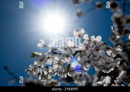 Kirchenblüten mit Sonne in Washington DC | WASHINGTON — Sonnenlicht strömt durch eine Ansammlung von Kirschblüten vor einem tiefblauen Himmel am Tidal Basin in Washington, D.C., und erhellt die durchscheinenden Blütenblätter der Yoshino-Kirsche. Die Bäume stammen von einem Geschenk von 3.020 Kirschbäumen aus der Stadt Tokio aus dem Jahr 1912, die rund um das Becken und durch den West Potomac Park gepflanzt wurden. Stockfoto