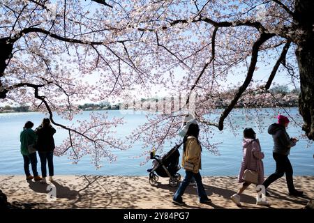 Kirschblüten am Tidal Basin in Washington DC | WASHINGTON DC — Besucher schlendern entlang des Tidal Basin unter einem Baldachin aus Yoshino-Kirschbäumen in voller Blüte. Die jährliche Frühlingsschau ist die Hauptattraktion des National Cherry Blossom Festivals, das das Geschenk von Bäumen aus Japan an die Vereinigten Staaten im Jahr 1912 würdigt. Der Weg um das Becken ermöglicht Blick auf die blühenden Bäume und das Wasser. Stockfoto