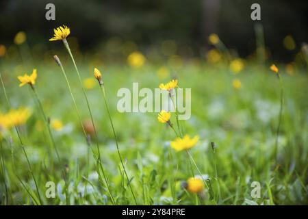 HerbstLöwenzahn (Leontodon autumnalis), Weitental bei Bruck an der Mur, Steiermark, Österreich, Europa Stockfoto