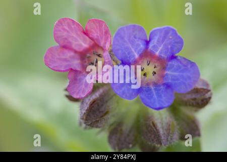 Gepunktetes Lungenkraut mit zweifarbigen Blüten Stockfoto