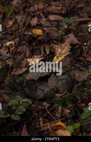 Ein aufgebrochener Erdball (Skleroderma citrinum), Nahaufnahme, wächst auf dem Waldboden zwischen Herbstlaub und Moos, Nicklheim, Deutschland, Europa Stockfoto