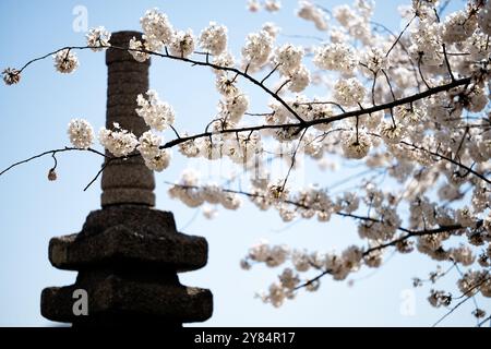 WASHINGTON DC, USA – die japanische Pagode im Tidal Basin in Washington DC ist ein Geschenk der Stadt Yokohama aus dem Jahr 1957 und ein Symbol der Freundschaft zwischen Japan und den Vereinigten Staaten. Diese malerische Szene mit der Pagode, die von blühenden Yoshino-Kirschbäumen eingerahmt ist, ist ein Höhepunkt des National Cherry Blossom Festival, das Besucher aus der ganzen Welt anzieht. Stockfoto