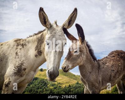 Esel Kopf Nahaufnahme in der Landschaft Stockfoto