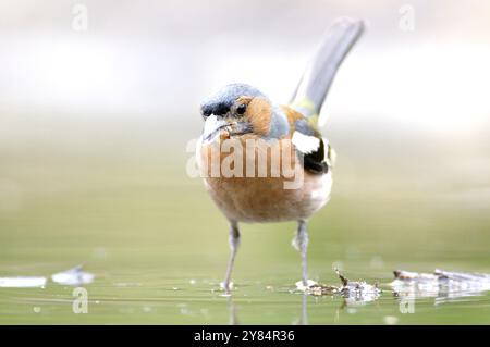 Männliche Chaffinch im Wasser Stockfoto