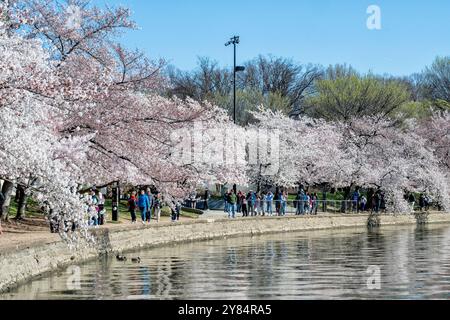 Kirschblüten am Tidal Basin in Washington DC | WASHINGTON DC — Besucher schlendern unter den Yoshino-Kirschbäumen in Höchstblüte entlang des Tidal Basin. Die blühenden Bäume, Mittelpunkt des jährlichen National Cherry Blossom Festivals, stammen aus einem Geschenk von Japan an die Vereinigten Staaten aus dem Jahr 1912. Stockfoto