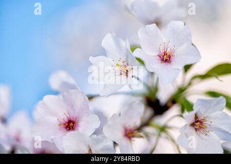 Kirschblüten in Washington DC | WASHINGTON — Nahaufnahme von Yoshino-Kirschblüten (Prunus x yedoensis) zeigen ihre rosa-zentrierten Staubfäden vor einem klaren blauen Himmel am Tidal Basin in Washington, D.C. Die Sorte, die unter den Bäumen dominierend ist, die 1912 von Japan geschenkt wurden, bleibt jedes Frühjahr der Mittelpunkt des jährlichen National Cherry Blossom Festivals. Stockfoto