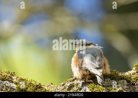 Nahaufnahme Nuthatch sitzt auf der Rinde. Bad Salzschlirf, Hessen, Deutschland, Europa Stockfoto