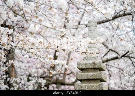 WASHINGTON DC, USA – die japanische Pagode im Tidal Basin in Washington DC ist ein Geschenk der Stadt Yokohama aus dem Jahr 1957 und ein Symbol der Freundschaft zwischen Japan und den Vereinigten Staaten. Diese malerische Szene mit der Pagode, die von blühenden Yoshino-Kirschbäumen eingerahmt ist, ist ein Höhepunkt des National Cherry Blossom Festival, das Besucher aus der ganzen Welt anzieht. Stockfoto