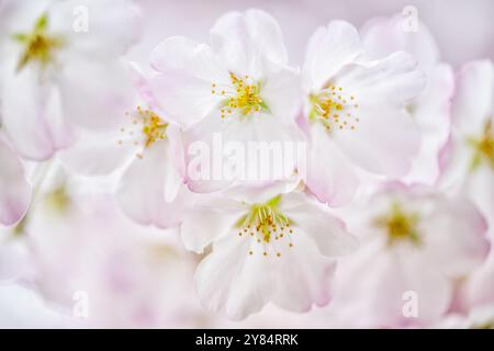 Cherry Blossoms in Washington DC / WASHINGTON DC — Eine Nahaufnahme zeigt die weißen und rosa Blüten der Yoshino-Kirschblüten (Prunus x yedoensis) in Blüte am Tidal Basin. Dieses Makrobild hebt die Struktur der Blume hervor, einschließlich der sichtbaren Staubblätter und Blütenstempel. Die Blüten sind die Hauptattraktion des jährlichen National Cherry Blossom Festival, bei dem die ursprünglich aus Japan im Jahr 1912 geschenkten Bäume gefeiert werden. Stockfoto
