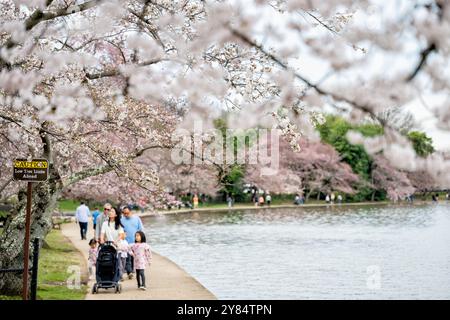 Kirschblüten am Tidal Basin in Washington DC | WASHINGTON DC — Besucher schlendern unter einem Baldachin aus blühenden Yoshino-Kirschbäumen entlang des Tidal Basin. Die jährliche Blüte ist die Hauptattraktion des National Cherry Blossom Festivals, das das Geschenk von Bäumen aus Japan aus dem Jahr 1912 feiert. Stockfoto