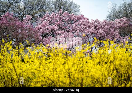 WASHINGTON DC, Vereinigte Staaten – am George Mason Memorial blühen im Frühjahr die Magnolien von Saucer. Der Gedenkgarten, der einem der Gründungsväter Amerikas gewidmet ist, verfügt über formelle Anpflanzungen und blühende Bäume. Diese Magnolien sind eine der frühesten Frühlingsvorstellungen Washingtons, die typischerweise vor der Kirschblüte blühen. Stockfoto