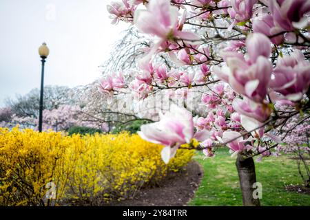 WASHINGTON DC, Vereinigte Staaten – am George Mason Memorial blühen im Frühjahr die Magnolien von Saucer. Der Gedenkgarten, der einem der Gründungsväter Amerikas gewidmet ist, verfügt über formelle Anpflanzungen und blühende Bäume. Diese Magnolien sind eine der frühesten Frühlingsvorstellungen Washingtons, die typischerweise vor der Kirschblüte blühen. Stockfoto