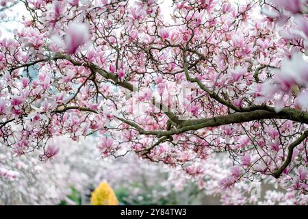 Untertasse Magnolia Blossoms in Washington DC | WASHINGTON D.C., Vereinigte Staaten — Rosa-weiße Untertassen-Magnolienblüten füllen den Rahmen im Enid A. Haupt Garden neben dem Smithsonian Castle. Die Hybridbäume, Magnolia x soulangeana, werden für ihre Öffnung vor den Kirschblüten der Region geschätzt, was der Hauptstadt eine Frühjahrsshow verleiht. Der Garten im viktorianischen Stil nimmt das Dach des weitgehend unterirdischen Smithsonian Quadrangle Building ein. Stockfoto