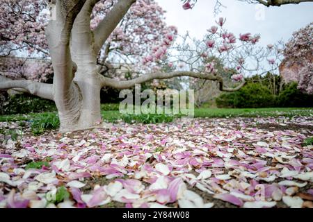 WASHINGTON DC – die Magnolienblüten der Untertassen blühen, während die gefallenen Blütenblätter den Boden im Enid A. Haupt Garden bedecken, der sich auf dem Gelände des Smithsonian Castle befindet. Diese Bäume gehören zu den ersten, die jedes Frühjahr in der Hauptstadt blühen und einige Wochen vor der bekannten Kirschblüte der Stadt blühen. Der Garten im viktorianischen Stil bietet eine der frühesten Blumenarrangements der Saison in der National Mall. Stockfoto