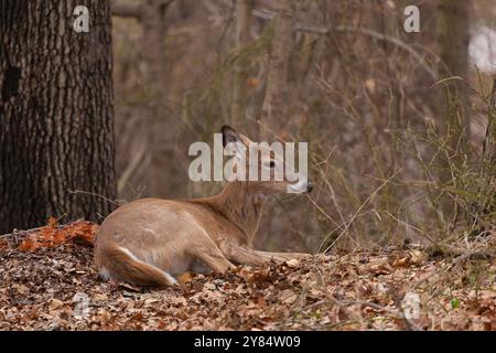 An einem Frühlingstag liegt ein Seehirsch im Wald. Stockfoto