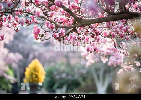 WASHINGTON DC – im Enid A. Haupt Garden, der sich hinter dem Smithsonian Castle befindet, blühen Untertassen-Magnolien. Diese frühblühenden Bäume sind ein Merkmal des viktorianischen Gartens und erreichen ihren Höhepunkt typischerweise mehrere Wochen vor der berühmten Kirschblüte der Stadt. Stockfoto