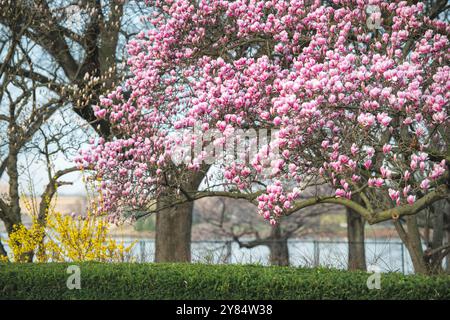 WASHINGTON DC – am George Mason Memorial im West Potomac Park erblühen im Frühjahr Saucer Magnolien. In der Nähe des Tidal Basin gelegen, bieten die blühenden Bäume der Gedenkstätte eine der frühesten Frühlingsvorstellungen Washingtons, die typischerweise vor der Kirschblüte blühen. Das Denkmal ehrt George Mason, einen Gründervater und Autor der Virginia Declaration of Rights. Stockfoto