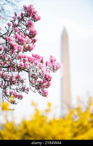 WASHINGTON DC, Vereinigte Staaten – am George Mason Memorial blühen im Frühjahr die Magnolien von Saucer. Der Gedenkgarten, der einem der Gründungsväter Amerikas gewidmet ist, verfügt über formelle Anpflanzungen und blühende Bäume. Diese Magnolien sind eine der frühesten Frühlingsvorstellungen Washingtons, die typischerweise vor der Kirschblüte blühen. Stockfoto