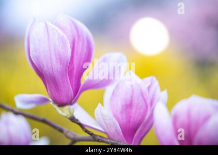 Tulpen-Magnolienblüten in Washington DC | WASHINGTON D.C., Vereinigte Staaten — Eine Nahaufnahme von Tulpen-Magnolienblüten am George-Mason-Denkmal zeigt die rosa-weißen Blütenblätter, die eine der frühesten Frühlingsausstellungen der Hauptstadt kennzeichnen. Die Bäume bilden Teil eines Gartens, der aus dem „Pansy Garden“ der frühen 1900er Jahre am Standort abstammt und das Denkmal selbst um fast ein Jahrhundert übertrifft. Das Denkmal erinnert an George Mason IV, Hauptverfasser der Virginia Declaration of Rights von 1776. Stockfoto