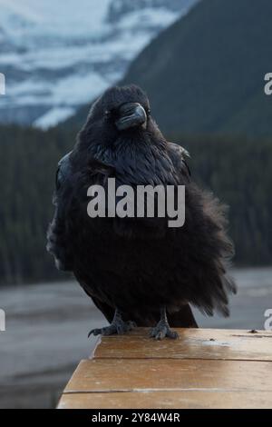 Common Raven sitzt neben dem Icefields Parkway in den Kanadischen Rocky Mountains im Jasper National Park in Alberta, Kanada Stockfoto