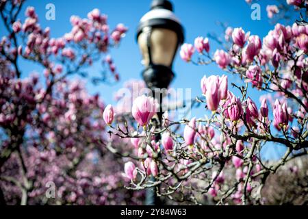 WASHINGTON DC – im Enid A. Haupt Garten hinter dem Smithsonian Castle blühen Unterteller-Magnolien. Diese frühfrühlingshaften blühenden Bäume gehören zu den ersten, die in der Hauptstadt blühen, typischerweise mehrere Wochen vor der Blüte der Kirschbäume der Stadt. Der Garten im viktorianischen Stil bietet eine der ersten Blumenkunst der Frühlingssaison Washingtons. Stockfoto