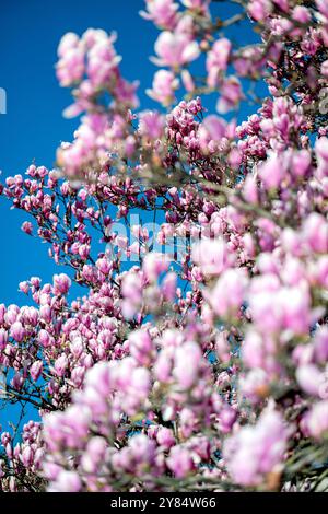Untertassen-Magnolien in Washington DC | WASHINGTON D.C., Vereinigte Staaten – Untertassen-Magnolien erblühen vor einem klaren blauen Himmel im Enid A. Haupt Garden, der Dachlandschaft hinter dem Smithsonian Castle. Der Garten befindet sich auf dem weitgehend unterirdischen Quadrangle Building und seine Magnolien blühen typischerweise einige Wochen vor den Kirschblüten der Stadt. Das Display markiert eines der frühesten Zeichen des Frühlings der Hauptstadt. Stockfoto