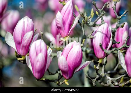 WASHINGTON DC – im Enid A. Haupt Garten hinter dem Smithsonian Castle blühen Unterteller-Magnolien. Diese frühblühenden Bäume sind ein Merkmal des viktorianischen Gartens und blühen typischerweise einige Wochen vor der berühmten Kirschblüte Washingtons. Stockfoto