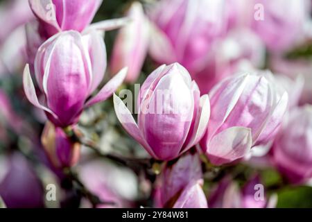 WASHINGTON DC – im Enid A. Haupt Garten hinter dem Smithsonian Castle blühen Unterteller-Magnolien. Diese im Frühjahr blühenden Bäume gehören zu den ersten Blumensorten in der Hauptstadt, die typischerweise mehrere Wochen vor dem Höhepunkt der Kirschblüte blühen. Der viktorianische Garten ist Teil des Smithsonian Gardens Complex. Stockfoto