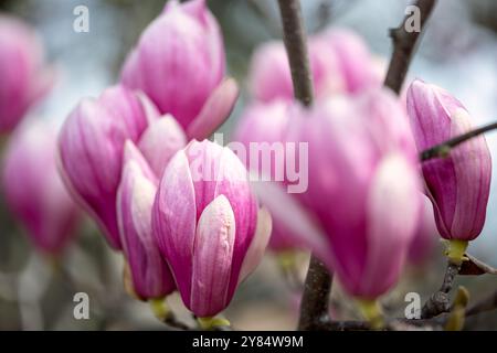 WASHINGTON DC – im Enid A. Haupt Garden, der sich hinter dem Smithsonian Castle befindet, blühen Untertassen-Magnolien. Diese im Frühjahr blühenden Bäume sind eine der ersten Blumenarrangements der Saison, die typischerweise mehrere Wochen vor der berühmten Kirschblüte in Washington blühen. Stockfoto