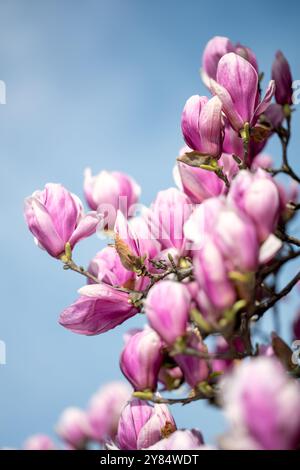 WASHINGTON DC – Magnolienblüten blühen im Enid A. Haupt Garden, Teil der Smithsonian Gardens in der National Mall. Die großen, farbenfrohen Blumen sind ein Zeichen des frühen Frühlings in der Stadt und erscheinen oft vor dem Höhepunkt der Kirschblüte. Stockfoto