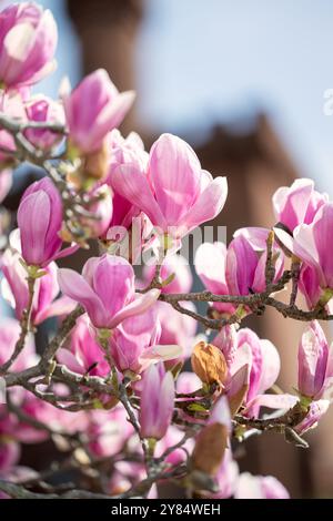 WASHINGTON DC – im Enid A. Haupt Garden blühen Unterteller-Magnolien, im Hintergrund ist das Smithsonian Castle zu sehen. Diese frühblühenden Bäume bieten eine der ersten Blumenvorstellungen des Frühlings in der Hauptstadt, die typischerweise mehrere Wochen vor der Kirschblüte blühen. Der viktorianische Garten befindet sich auf dem Gelände der Smithsonian Institution in der National Mall. Stockfoto