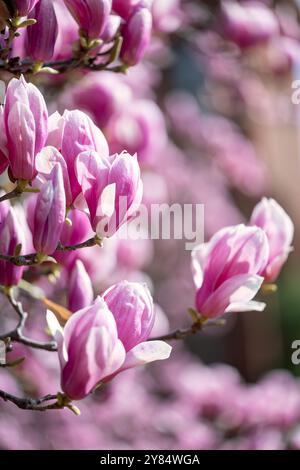 WASHINGTON DC – Saucer Magnolien öffnen im Frühjahr im Enid A. Haupt Garden hinter dem Smithsonian Castle. Die blühenden Bäume des viktorianischen Gartens sind eine der ersten Blumendekorationen der Hauptstadt, die mehrere Wochen vor der Hauptsaison der Kirschblüte blühen. Stockfoto