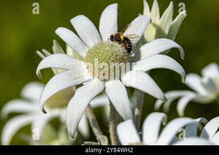 Honigbienen füttern bei einer Flanellblume Stockfoto