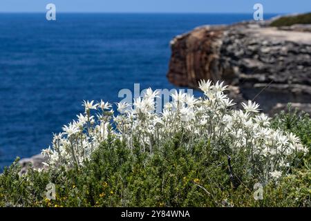 Flanell Flowers in Bloom; Kamay National Park Sydney Australien Stockfoto