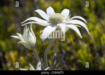 Flanell Flowers in Bloom; Kamay National Park Sydney Australien Stockfoto