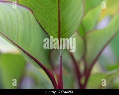 Die lebendigen Blätter der Canna indica, der Canna-Lilie, wachsen in einem Sommergarten. Stockfoto