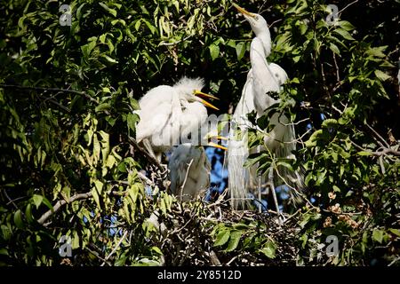 Großreiher nisteln, die sich der Flucht nähern, mit ihren Eltern am Nest. Stockfoto